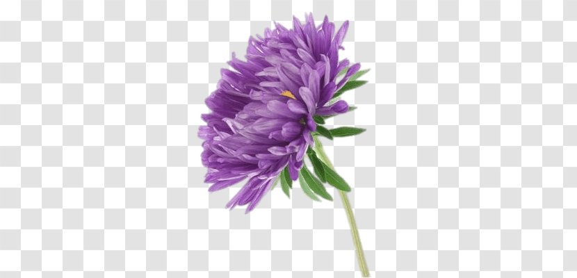 Aster Callistephus Chinensis Birth Flower Water Lily - Purple Transparent PNG
