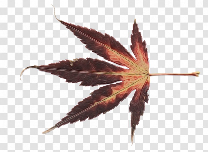 Maple Leaf - Plant - Hemp Family Transparent PNG