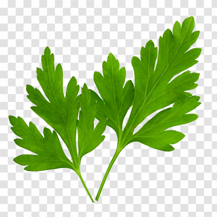 Parsley Coriander Herb Image - Family - Salad Leaves Transparent PNG
