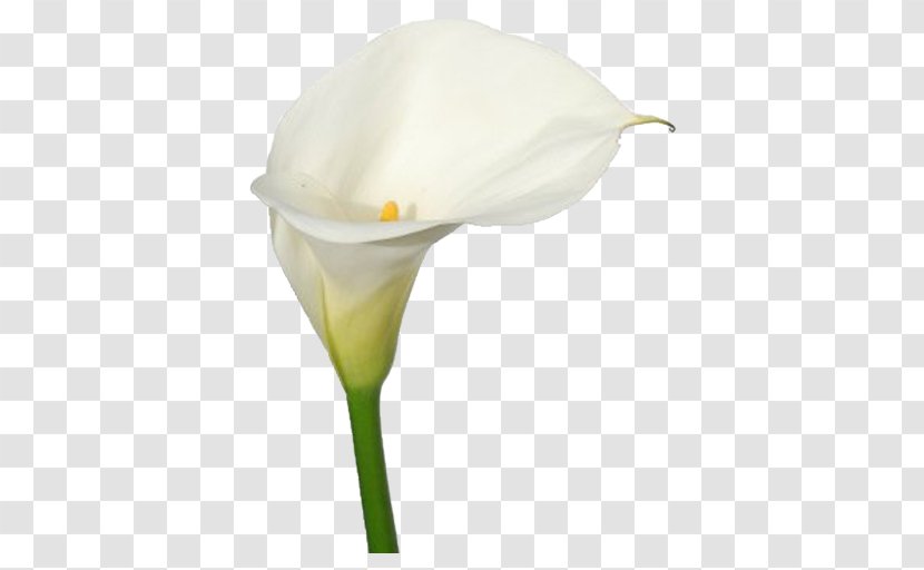 Arum Lilies Bog Flower Lilium Arum-lily - Floral Design Transparent PNG