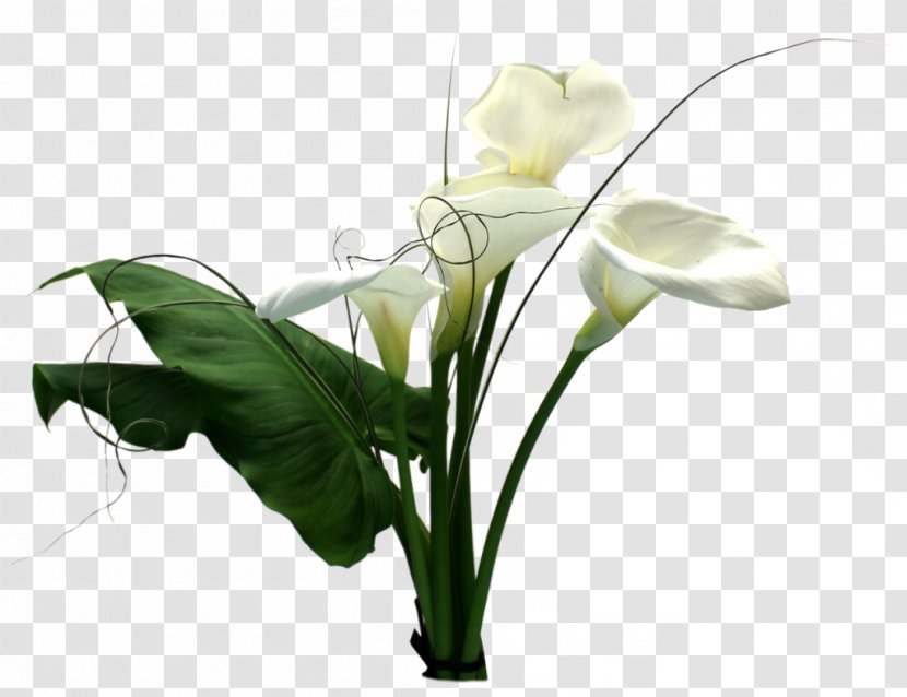 Cut Flowers Floral Design PlayStation 2 Arum Lilies - Flowering Plant - Flower Transparent PNG