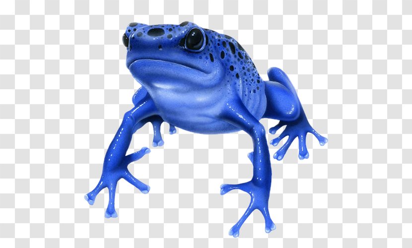 Blue Poison Dart Frog Amphibians Frogs - Amphibian Transparent PNG