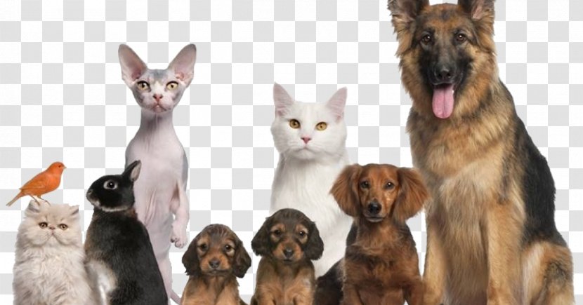 Dog Cat Pet Veterinarian Animal Shelter - Dogcat Relationship Transparent PNG