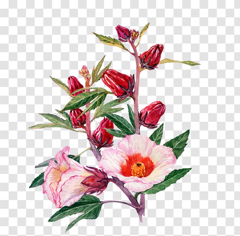 Watercolor Painting Roselle Drawing Flower - Art - Flowers Transparent PNG