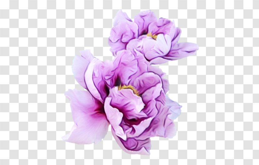 Violet Flower Purple Garden Roses - Family Transparent PNG