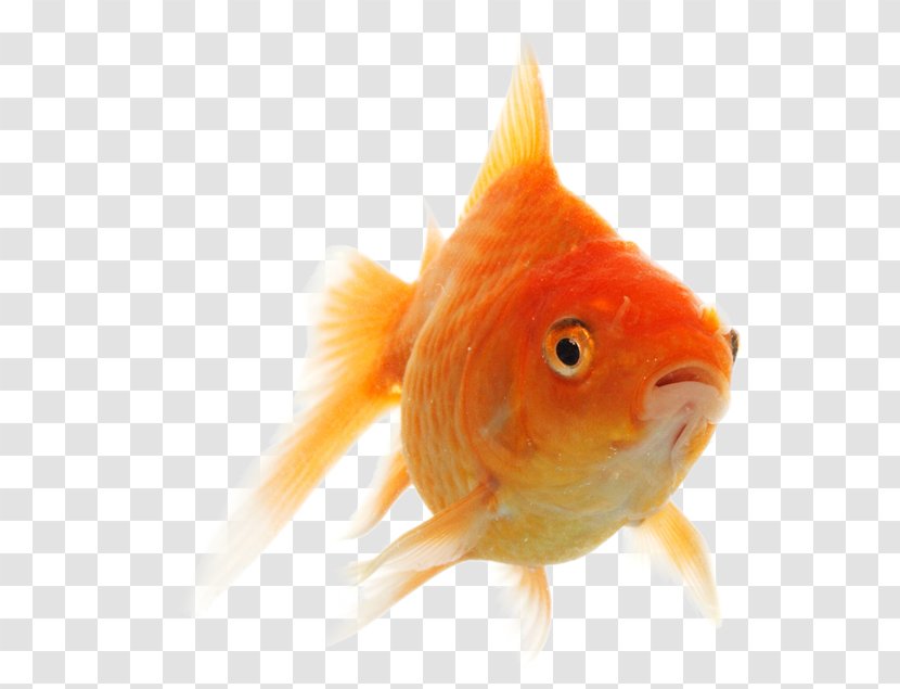 Goldfish - Fin - Fish Transparent PNG