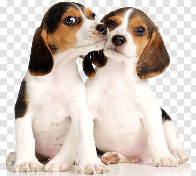 Beagle Puppy Dachshund Basset Hound Talbot - Scent Transparent PNG