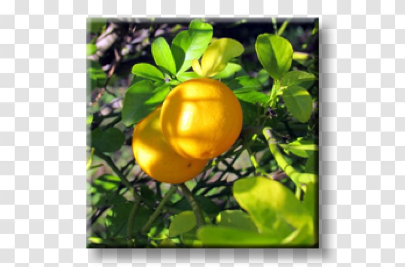 Trifoliate Orange Plant Chaenomeles Japonica Berberis Julianae Firethorn - Lemon - PARADİSE Transparent PNG