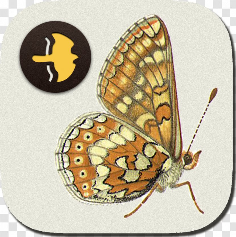 Monarch Butterfly Moth Collins Bird Guide - Insect Transparent PNG