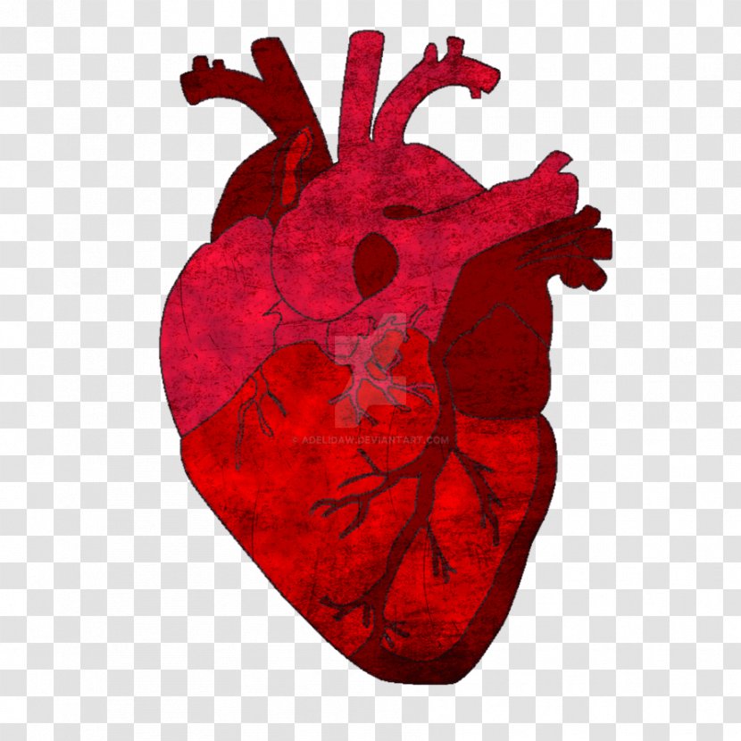 Gray's Anatomy Saatchi Art Heart - Frame Transparent PNG