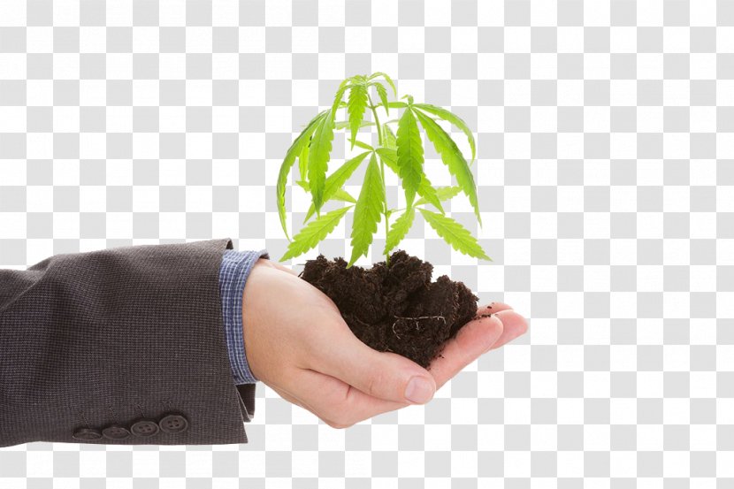 Hemp Medical Cannabis Stock Photography - Flowerpot - Holding Plants Transparent PNG