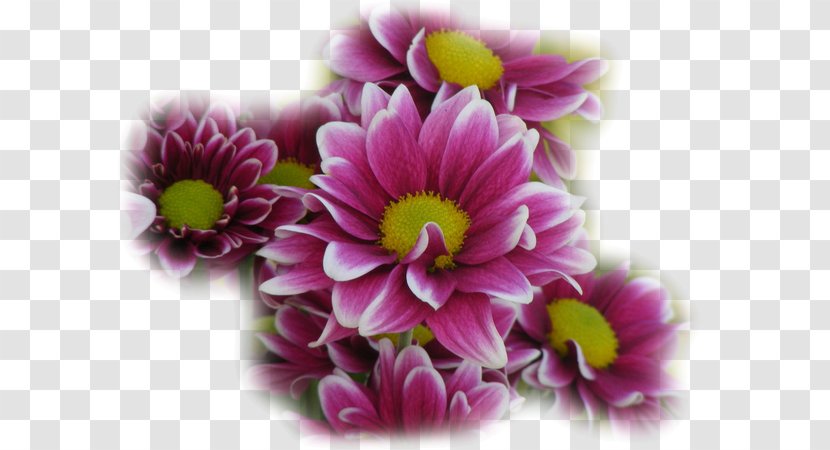 Flower Still Life Floral Design Clip Art - Magenta Transparent PNG