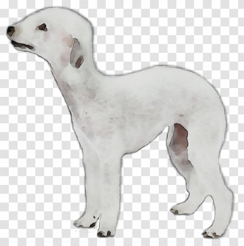 Whippet Italian Greyhound Spanish Sloughi - Dog Breed - Sighthound Transparent PNG