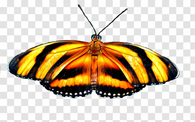 Monarch Butterfly Pieridae Animation - Moth Transparent PNG