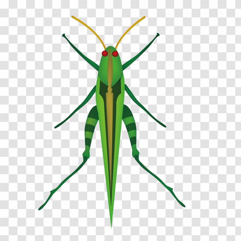 Grasshopper Mosquito Insect Locust Clip Art - Invertebrate - Grass Transparent PNG