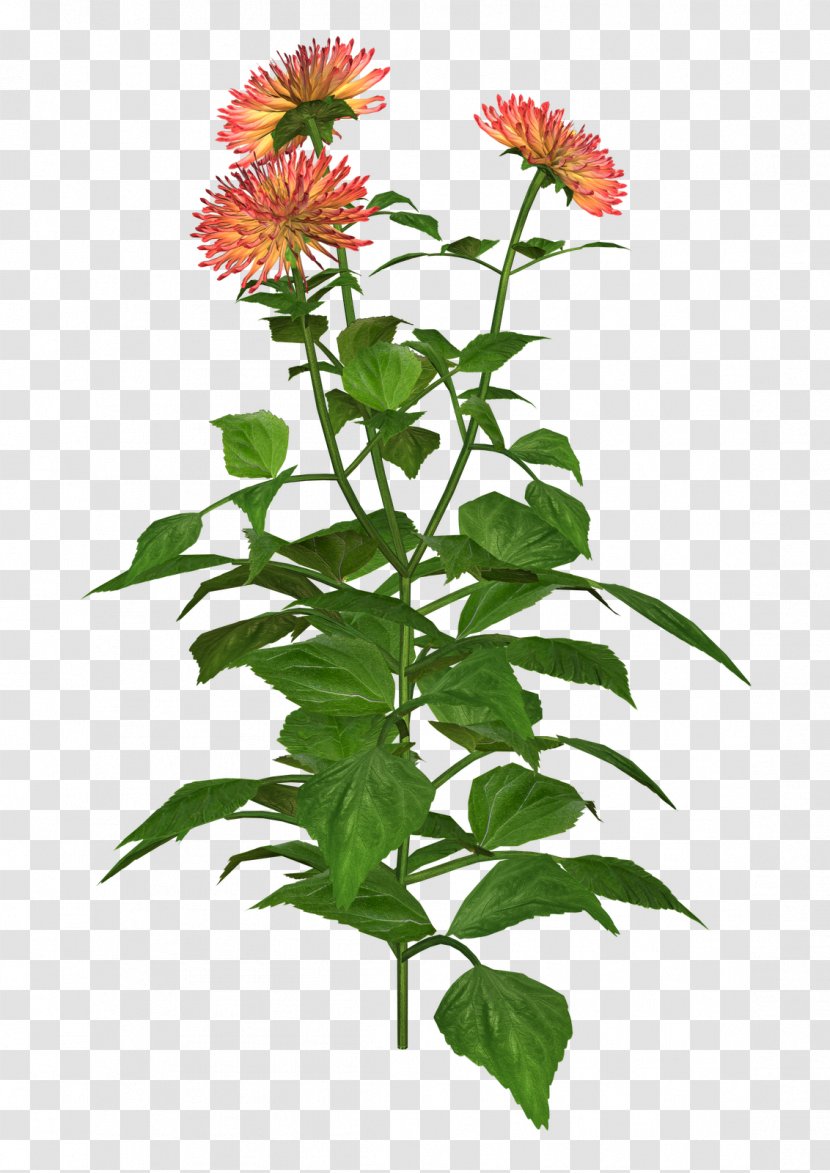 Dahlia Plant Clip Art - Flowerpot Transparent PNG