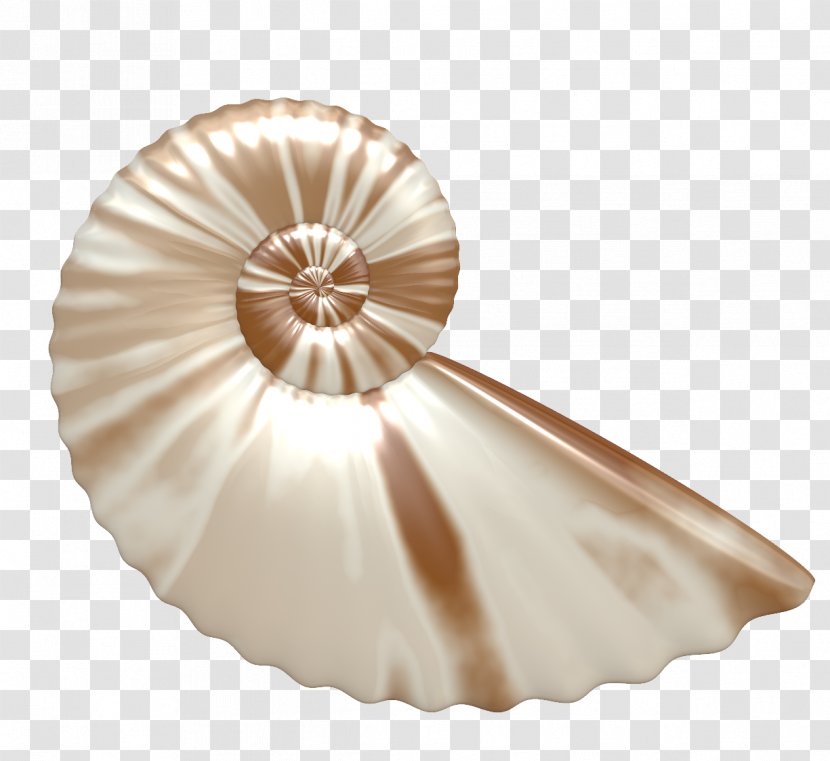 Tinnitus Hyperacusis Mollusc Shell Clip Art - Collections Transparent PNG