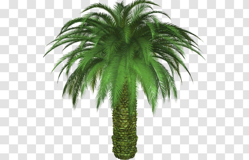 Date Palm Sabal California Tree Mexican Fan - Evergreen Transparent PNG