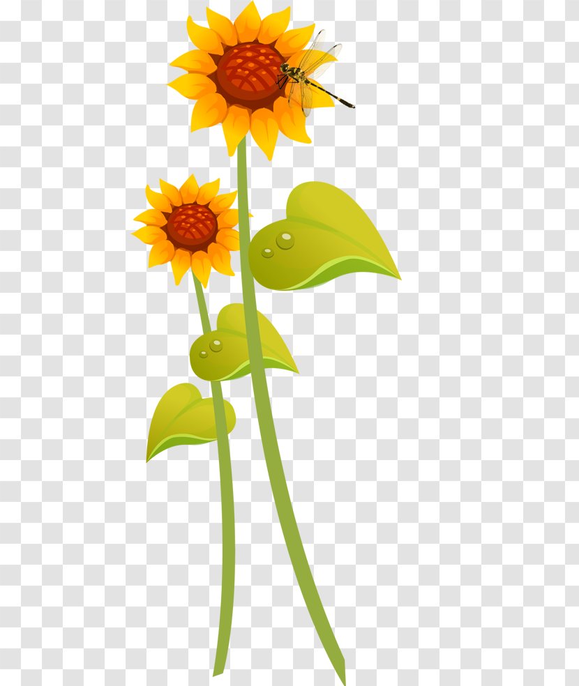 Common Sunflower Cartoon Illustration - Yellow - Hand-painted Transparent PNG