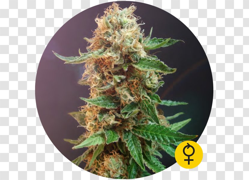 Autoflowering Cannabis Haze Seed Sativa - Ruderalis Transparent PNG