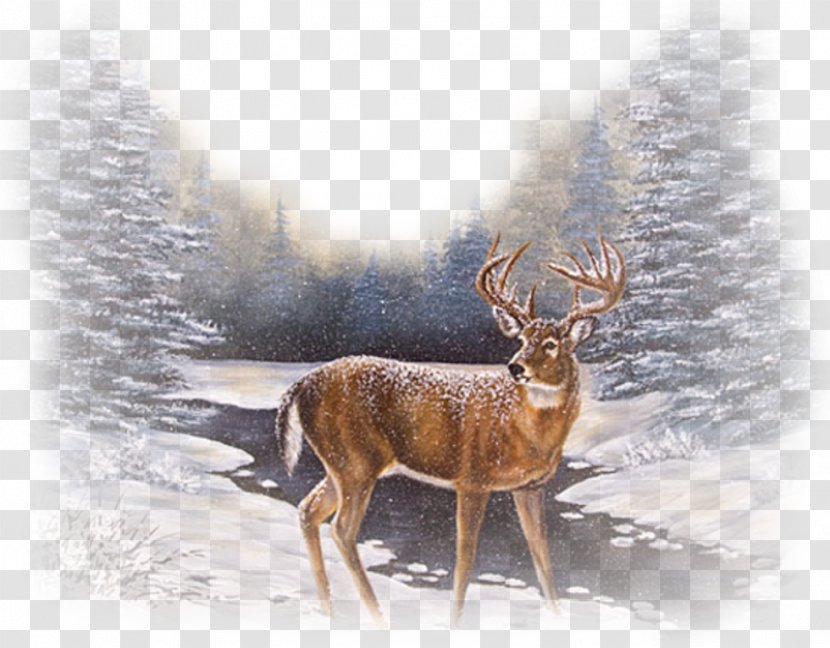 Reindeer Red Deer Winter Snow - Photography Transparent PNG