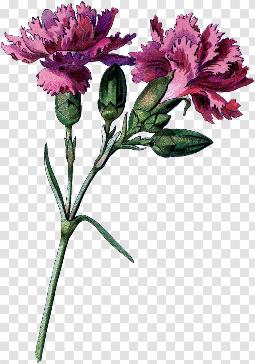 Cut Flowers Carnation Floral Design Lily Of The Incas - Flower - CARNATION Transparent PNG
