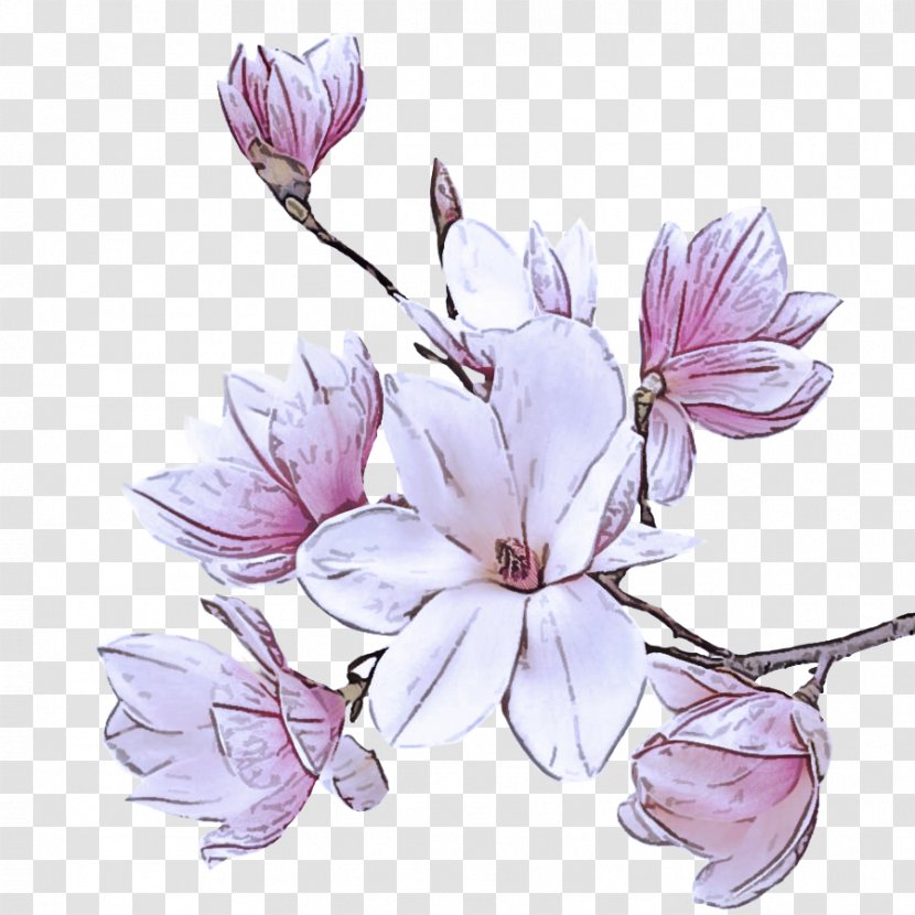 Flower Petal Plant Flowering Lilac - Cut Flowers Magnolia Family Transparent PNG