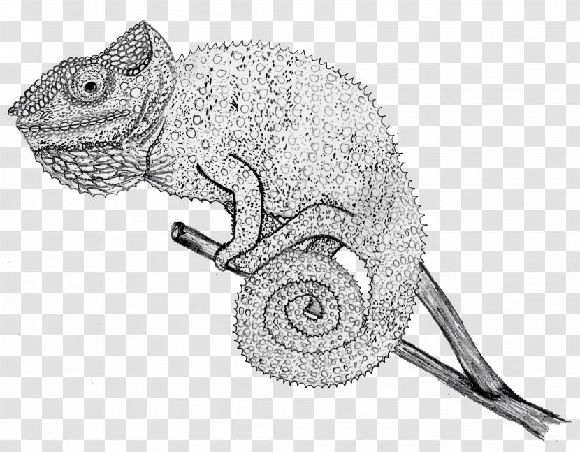 Chameleons Line Art Iguanomorpha Drawing Reptile - Terrestrial Animal - Pencil Transparent PNG