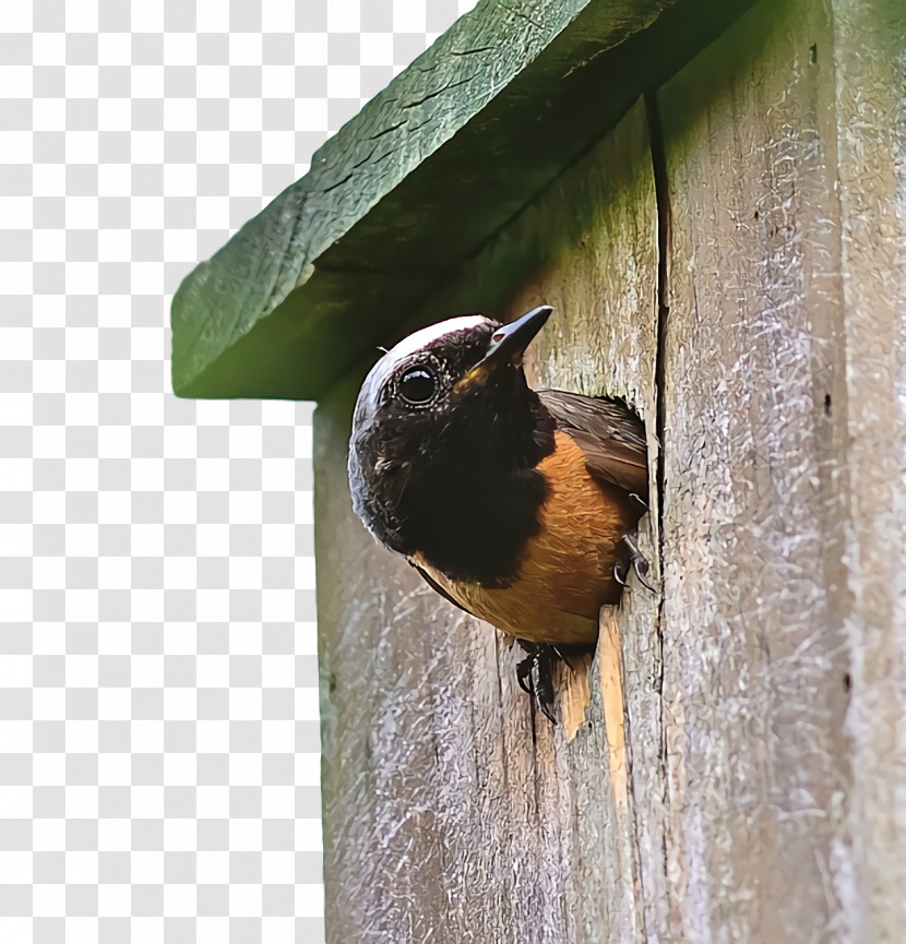 Wrens Beak Nest Box Transparent PNG