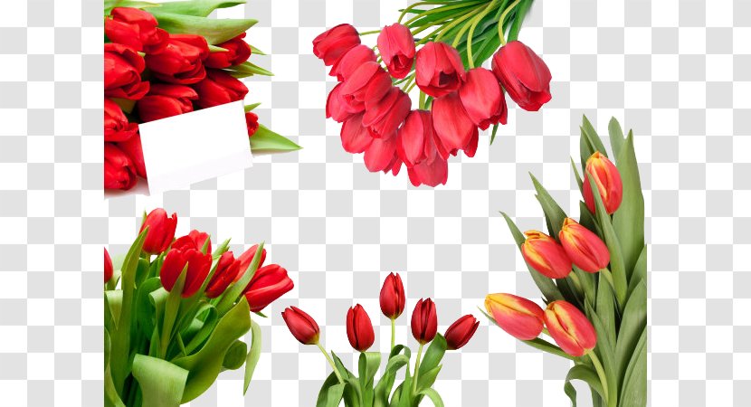Tulip Flower Bouquet Nosegay - Arranging - Of Red Tulips Collection Transparent PNG