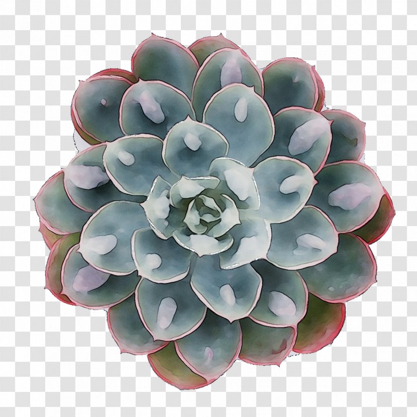Flower - Agave - Echeveria Transparent PNG