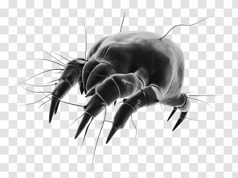 House Dust Mites Bed Bug - Pillow - Allergy Transparent PNG