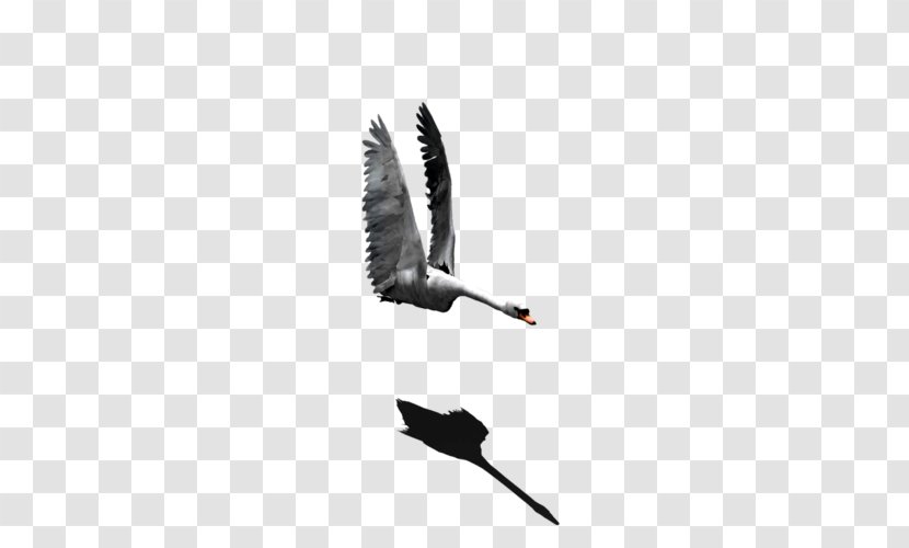 Feather Beak Transparent PNG