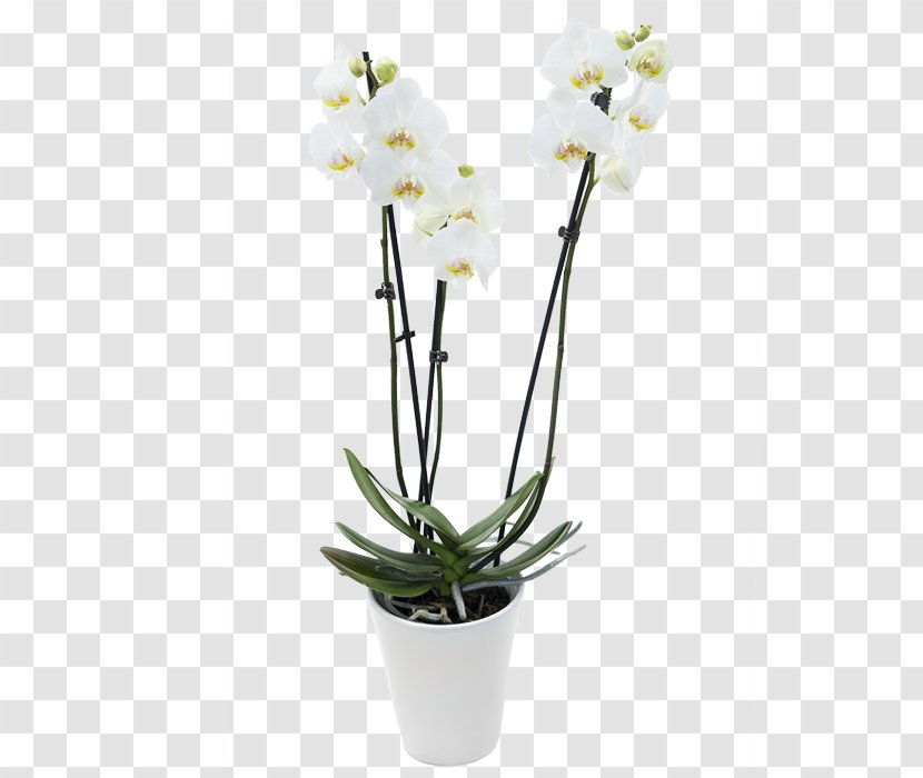 Moth Orchids Dendrobium Flowerpot Cut Flowers - Plant Stem - Flower Transparent PNG