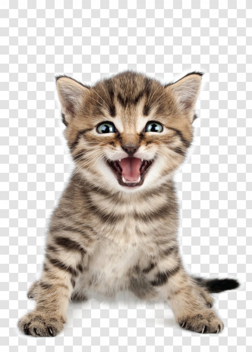 Cat Kitten Meow Purr Pet - Tail Transparent PNG