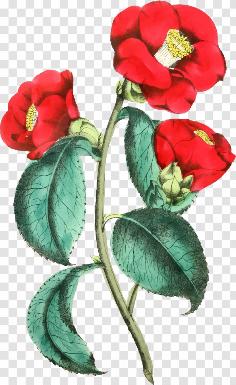 Flammarion Engraving Flower Rose - Family - Illustration Transparent PNG