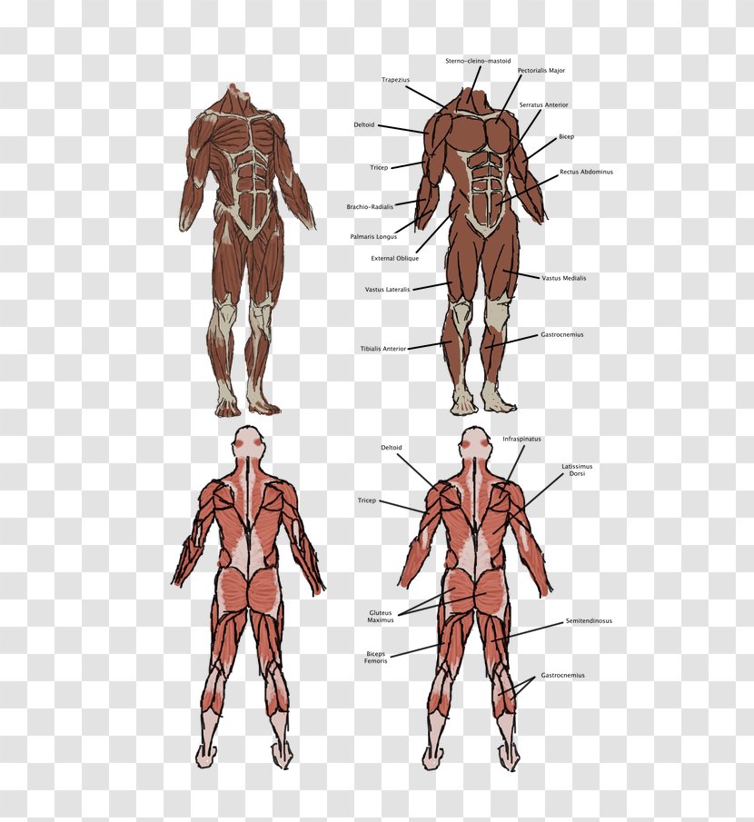 Vitruvian Man Homo Sapiens Muscle Human Body Anatomy - Frame Transparent PNG