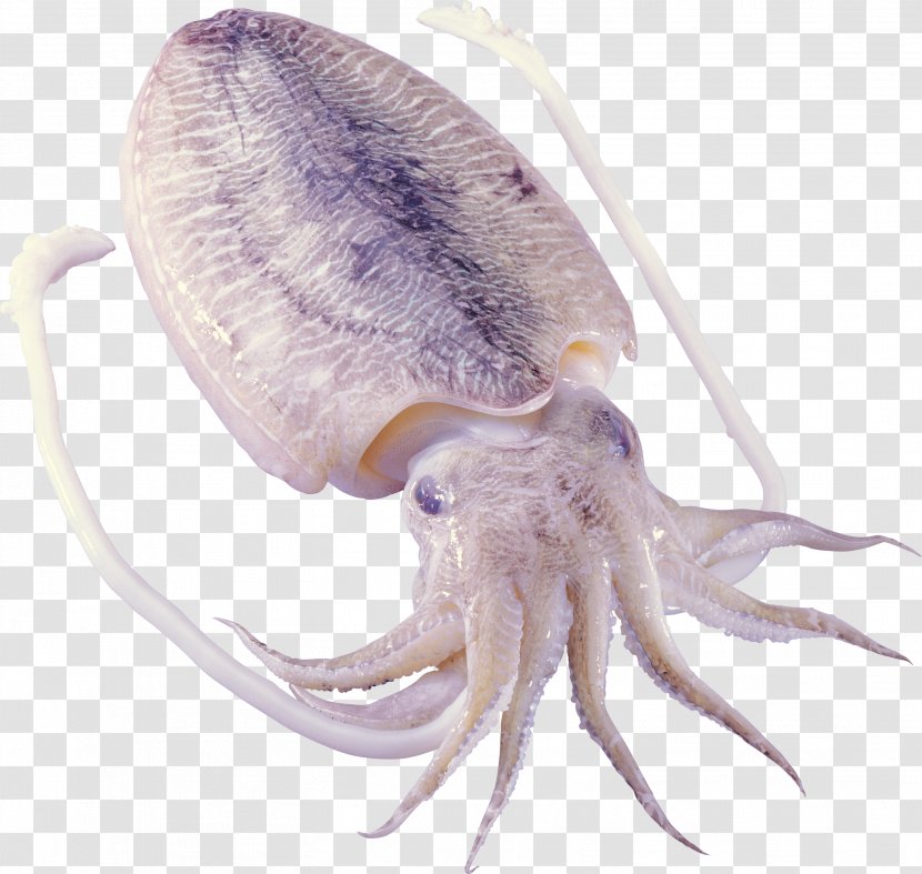 Octopus Squid As Food Cephalopod Sepiidae - Sea - Shrimps Transparent PNG