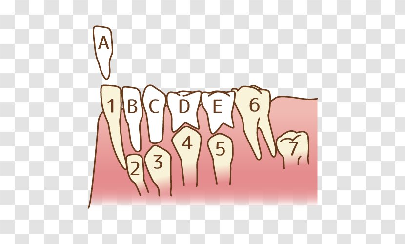 Tooth かさま歯科クリニック Dentist - Silhouette - Molar Transparent PNG