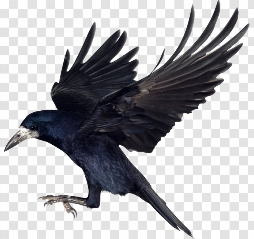 Rook Bird Common Raven Carrion Crow - Feather Transparent PNG