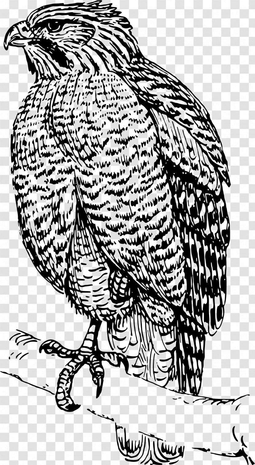 Bird Hawk Drawing Clip Art - Falcon Transparent PNG