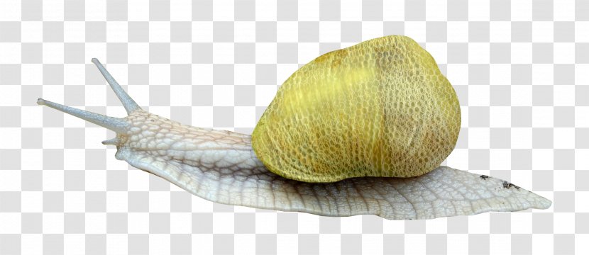 Snail Clip Art - Invertebrate - Crawling Transparent PNG
