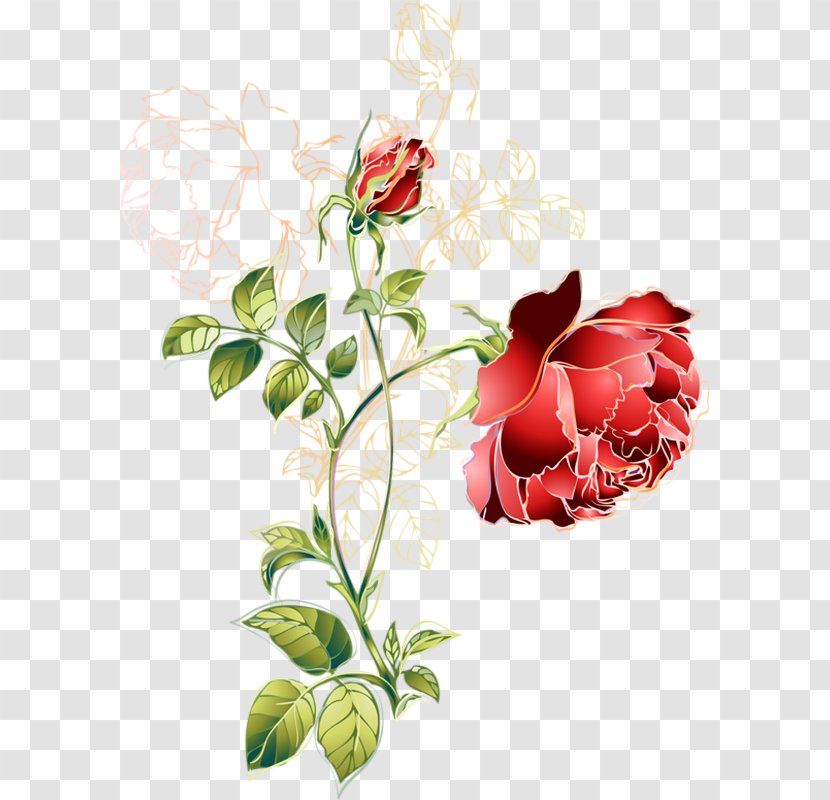 Garden Roses Flower Cabbage Rose Drawing - Floral Design - key Transparent PNG
