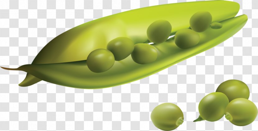 Pea Vegetable Vector Graphics Image - Bean Transparent PNG