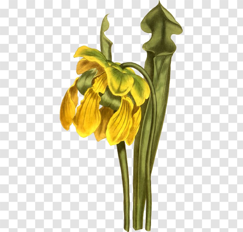Clip Art Openclipart Image Flower - Plant - Yellow Bush Name Nm Transparent PNG