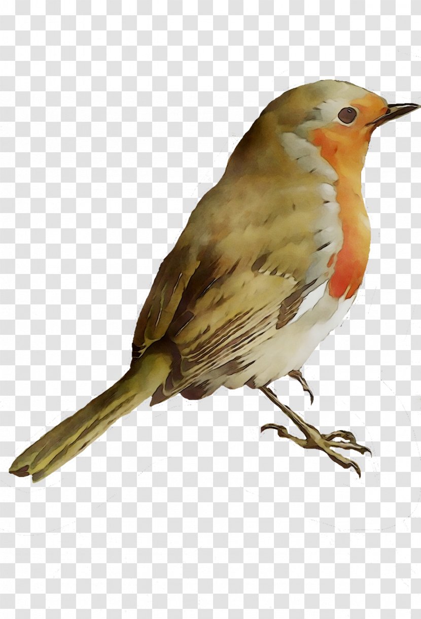 European Robin Montpellier House Sparrow Sense Animal - Old World Flycatcher Transparent PNG