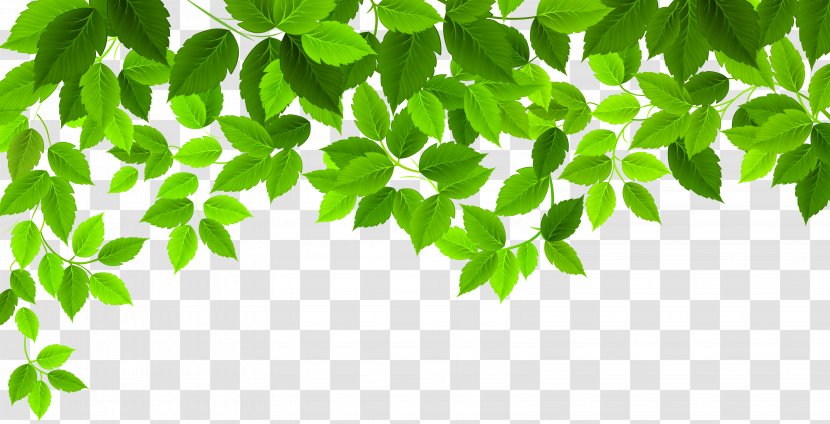 Leaf Clip Art - Microsoft Office Transparent PNG