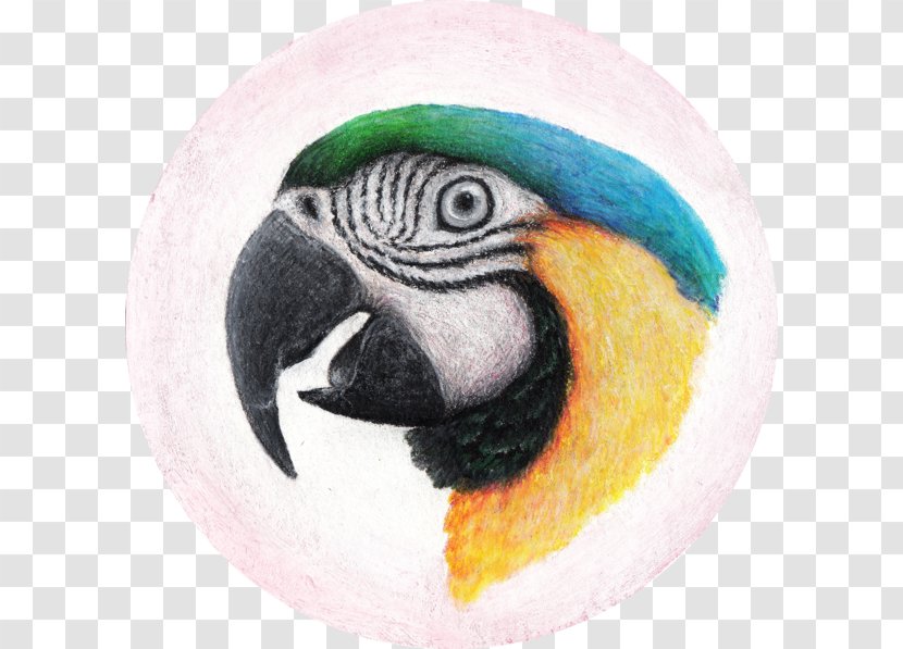 Macaw Parakeet Beak Fauna - Parrot Watercolor Transparent PNG