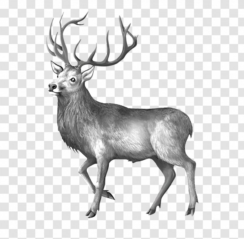 Elk Reindeer Black And White - Melancholy Deer Transparent PNG