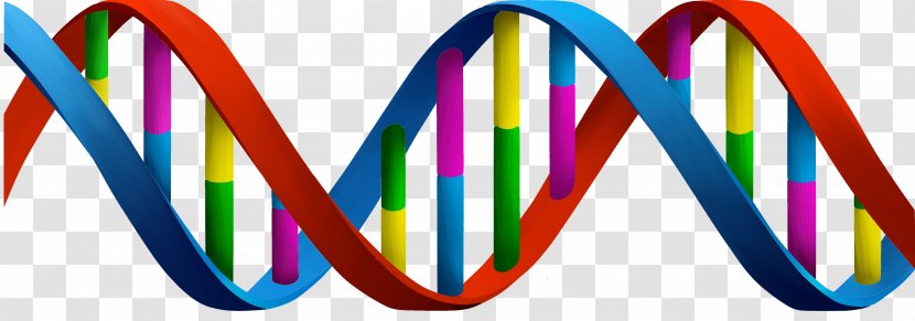 A-DNA Clip Art Nucleic Acid Double Helix - Logo - Dna Background Transparent PNG